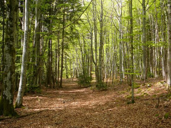 sous-bois
