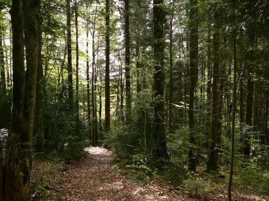 sous-bois