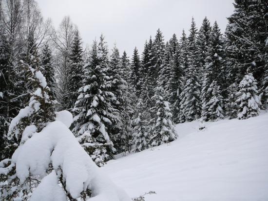 la forêt