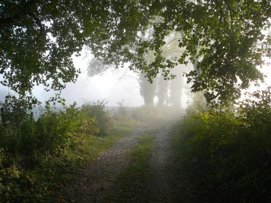 brumes du matin